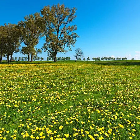 Ferienhaeuser Hohmann Fh Hohmann בית נופש Einhusen (Rostock)